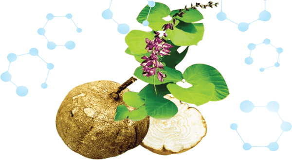 SÂM TỐ NỮ: DƯỢC LIỆU QUÝ CHO SỨC KHỎE, SẮC ĐẸP SÂM TỐ NỮ: DƯỢC LIỆU QUÝ CHO SỨC KHỎE, SẮC ĐẸP