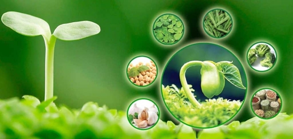 Hình ảnh bài viết