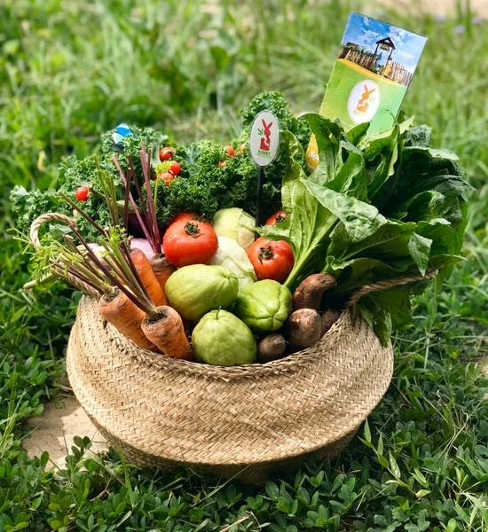 Về Đà Lạt, trải nghiệm “một ngày làm nông dân” tại Dalat Bunny Hill