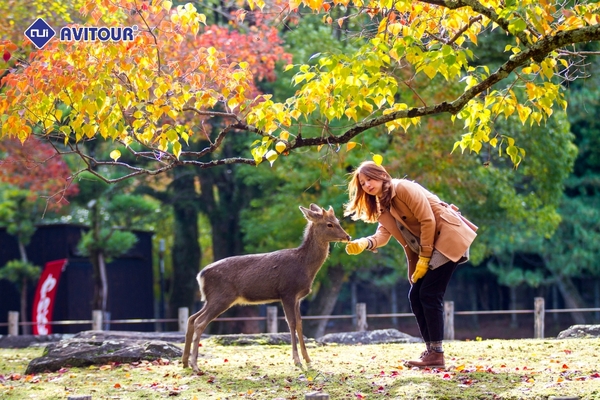 Du lịch Nhật Bản 2023| Osaka – Nara - Kyoto – Fuji Moutain – Oshino Hakkai – Tokyo