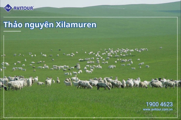 Thưởng ngoạn vẻ đẹp kì vĩ của Nội Mông Cổ | HÀ NỘI – ORDOS – SA MẠC VỌNG ÂM – THẢO NGUYÊN XILAMUREN