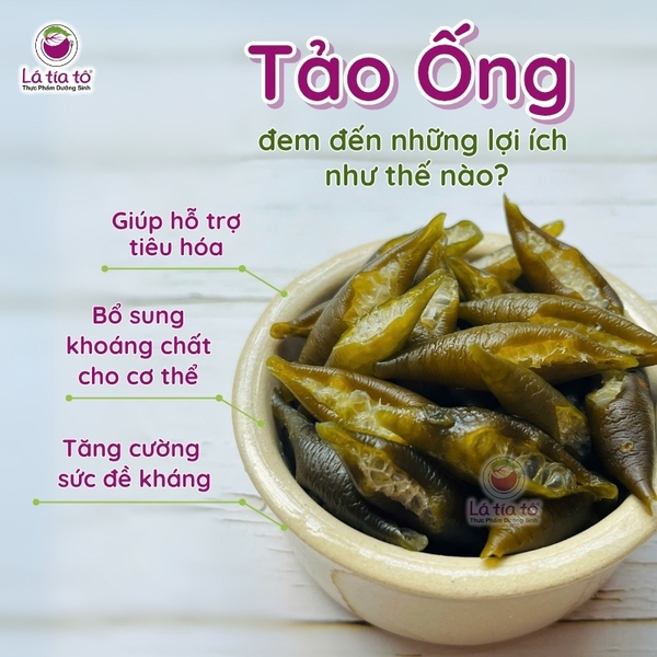 Tảo ống biển Chile