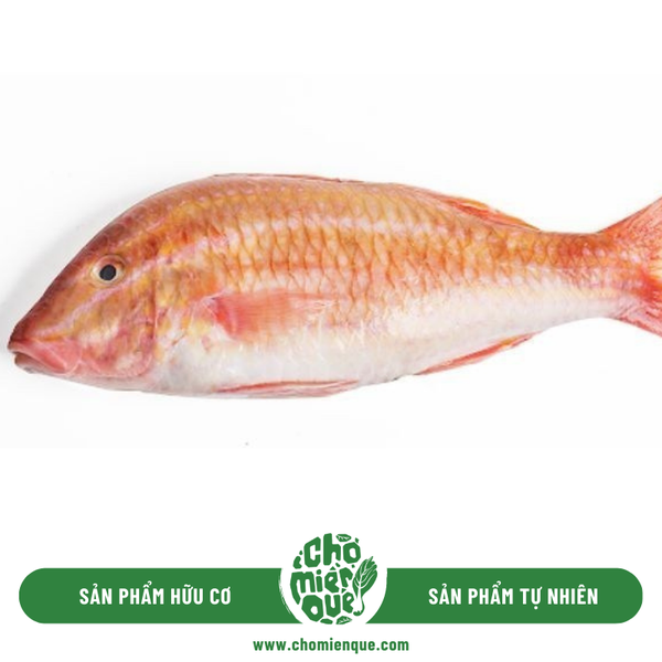 Cá Phèn Côn Đảo (Lớn) - Kg
