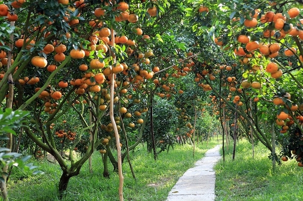 CHĂM SÓC VƯỜN CÂY ĂN QUẢ TRONG NHỮNG NGÀY NẮNG NÓNG