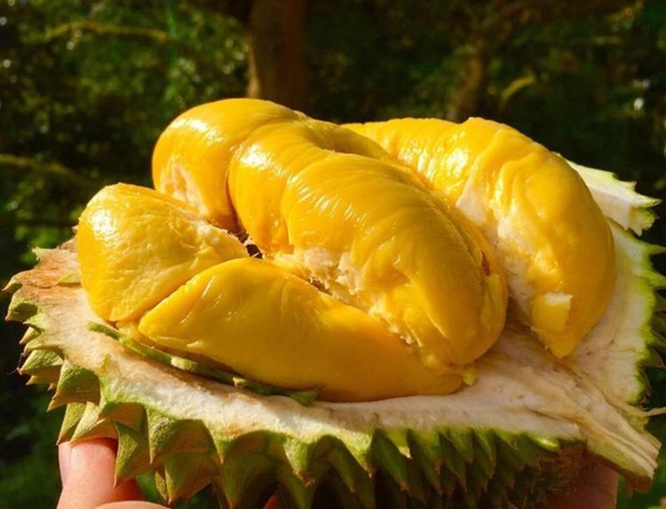 HƯỚNG DẪN KỸ THUẬT CHIẾT GHÉP CÂY SẦU RIÊNG