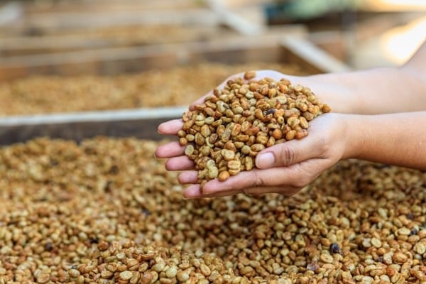 CÁC PHƯƠNG PHÁP SƠ CHẾ CÀ PHÊ PHỔ BIẾN HIỆN NAY