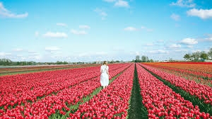 ngoisaotour.net - Các tour trải nghiệm Châu Âu theo lễ hội