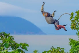 CÙ LAO CHÀM _ LẶN NGẮM SAN HÔ