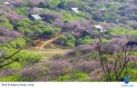 HÀ NỘI _ MỘC CHÂU _ CHỢ TÌNH _ HÀ NỘI