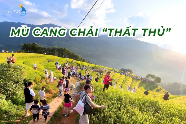 Du khách đổ xô về Mù Cang Chải "săn" lúa vàng, đồi Móng Ngựa "thất thủ"