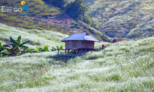 Bản Pá Phách ngập tràn trong sắc hoa