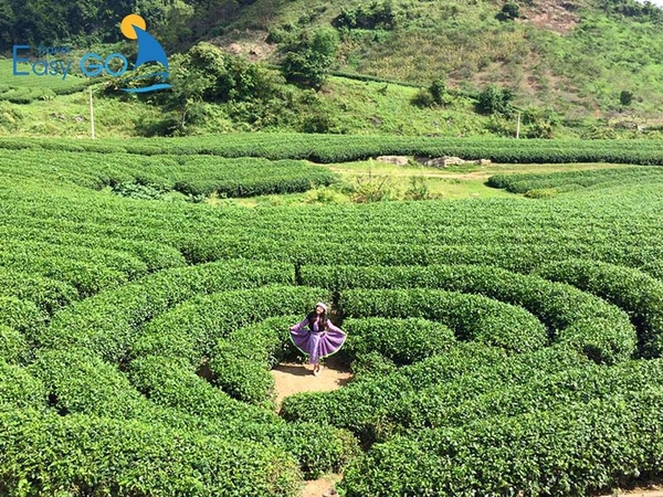 đồi chè Trái Tim được gọi là biểu tượng của Mộc Châu