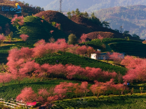 Hoa xuân đua nở khoe sắc tại Sapa