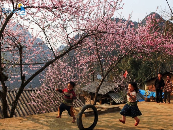 Xuân về trên những bản làng Sapa