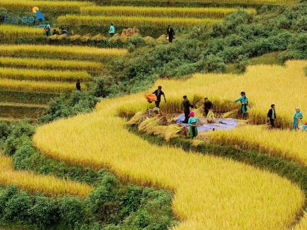 Vào tháng 10, đến Sapa du lịch bạn sẽ được trải nghiệm không khi thu hoạch lúa của đồng bào dân tộc