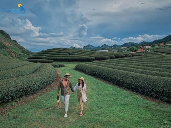 Cảnh đẹp xanh ngát vô tận của đồi chè Ô Long
