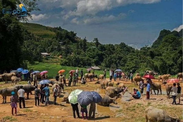 Trâu được bày bán tại các phiên chợ Sín Chéng