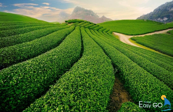 Đồi chè Ô Long Mộc Sương đẹp như bức tranh