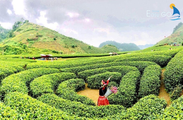Tham quan đồi chè Thanh Sơn - Phú Thọ