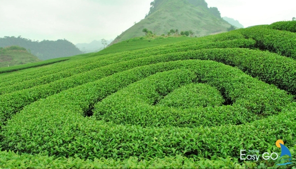 Đồi chè Trái Tim được nhiều bạn trẻ đến check in