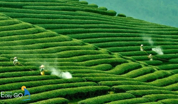 Tham quan đồi chè Trái Tim