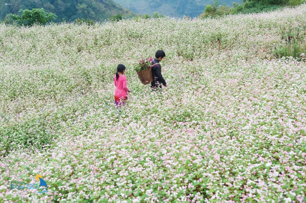 Du lịch Hà Giang mùa nào đẹp nhất - Kinh nghiệm du lịch Hà Giang Theo Mùa