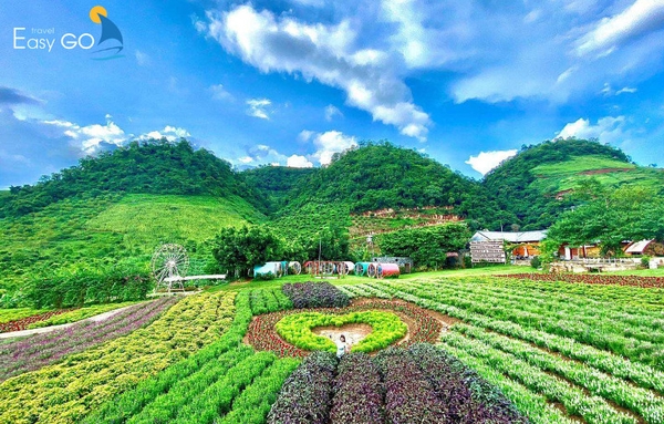 Mộc Châu Happy Land ngập tràn sắc hoa chờ bạn đến check in