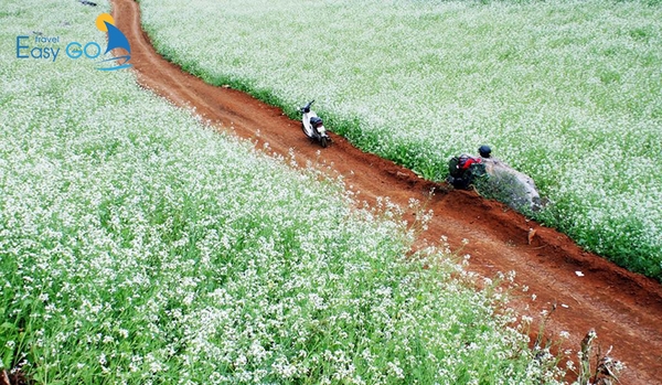 Mùa đông là mùa hoa cải trắng nở rộ tạo nên một khung cảnh Mộc Châu thơ mộng