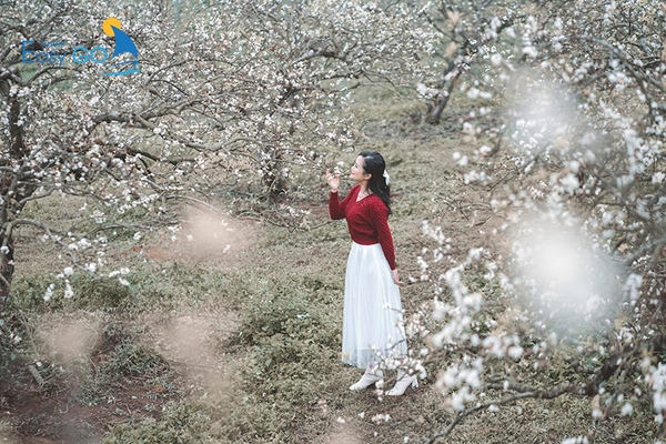 Mùa xuân là mùa của hoa đào, hoa mận đua nhau khoe sắc