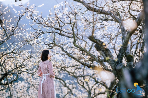 Thung lũng mận Nà Ka được gọi là “xứ sở thần tiên” giữa núi rừng Tây Bắc