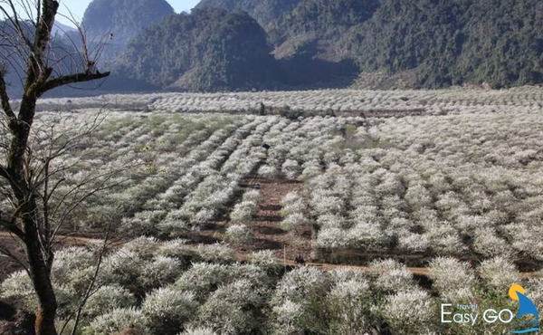 Thung lũng Mận Nà Ka là thung lũng mận đẹp nhất Mộc Châu