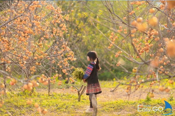 Vườn hồng Mộc Châu là địa điểm thu hút nhiều du khách du lịch tới tham quan