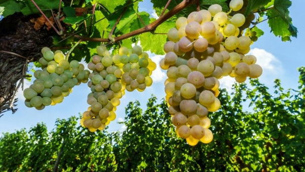Định nghĩa Terroir cho rượu vang là gì?