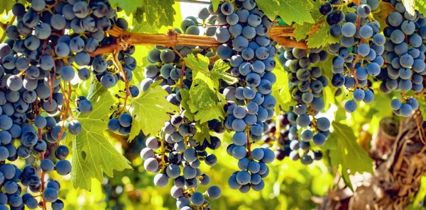Giống nho Cabernet Franc, những điều thú vị