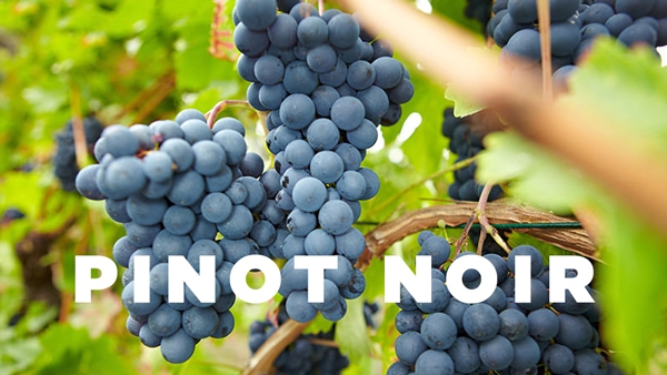 Các vùng nho nổi tiếng sản xuất Pinot Noir