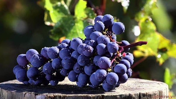 Tempranillo , giống nho 