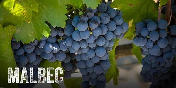 Điều đặc biệt về nho Malbec