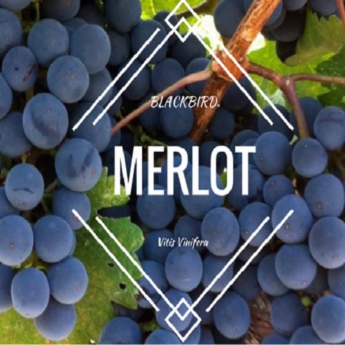 Merlot, giống nho phổ biến nhất thế giới