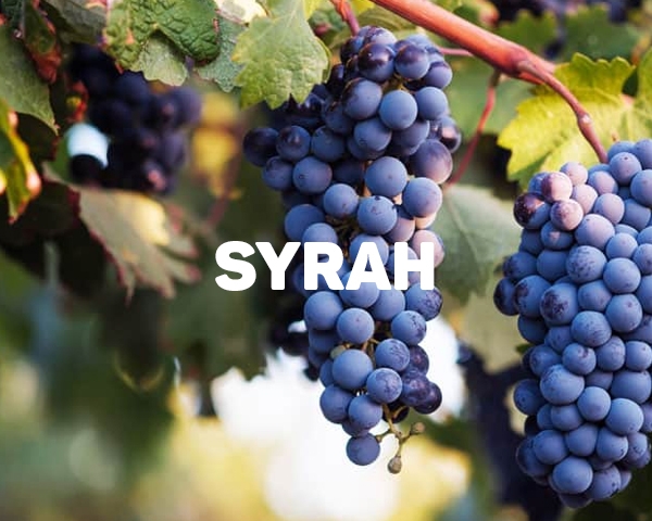 Vùng làm vang nổi tiếng nhất của Syrah