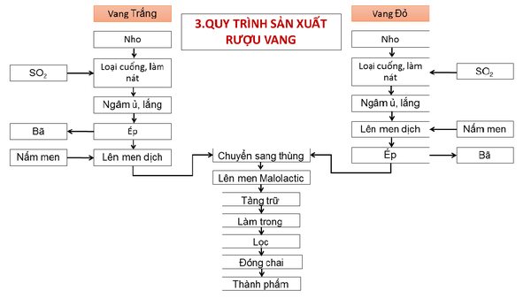 Quy trình sản xuất rượu vang nho tiêu chuẩn