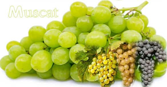 Hương vị tuyệt vời của Moscato.
