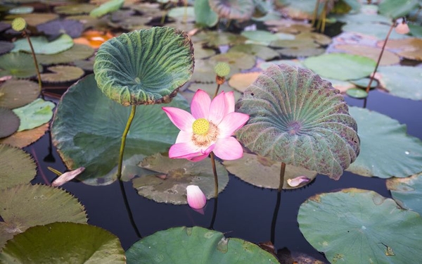 Alba Wellness Resort Huế