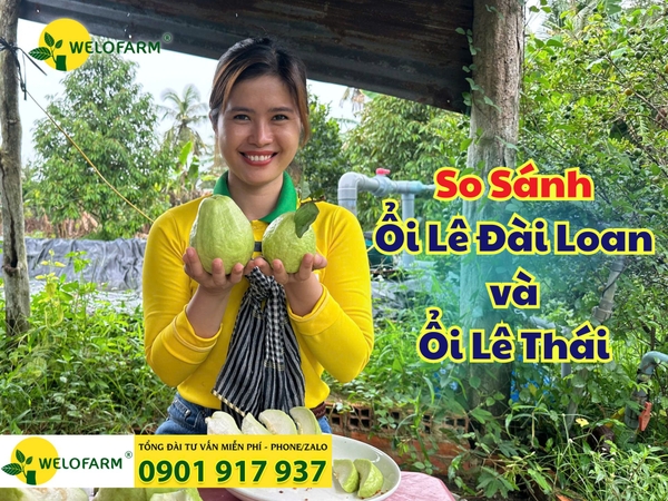 ⚡ So sánh Ổi Lê Đài Loan và Ổi Lê Thái