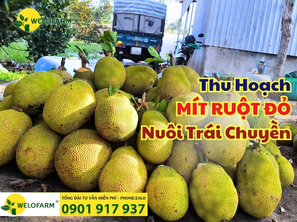 💰 MÍT RUỘT ĐỎ NUÔI TRÁI CHUYỀN – MỘT TRONG NHỮNG NGÀY THU HOẠCH! 🎉