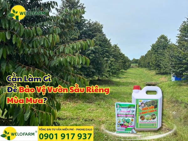🌧 CÁCH NGỪA NẤM KHUẨN TUYẾN TRÙNG CHO VƯỜN SẦU RIÊNG MÙA MƯA? 🌿