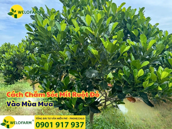 🌳 CÁCH CHĂM SÓC MÍT RUỘT ĐỎ MÙA MƯA 🌧