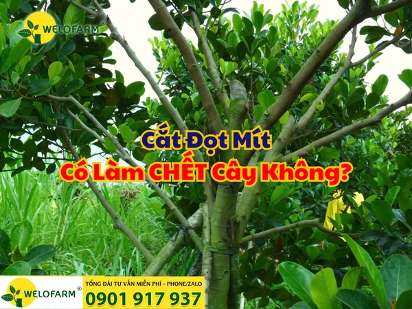 ❓ Cắt Đọt Mít Có Làm Chết Cây Không?