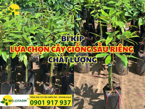 3 Điểm Cần Lưu Ý Khi Lựa Chọn Cây Giống Sầu Riêng Chất Lượng Mà Không Phải Ai Cũng Biết