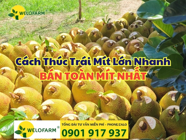 💥 Cách Thúc Trái Mít Lớn Nhanh, Bán Toàn Mít Nhất