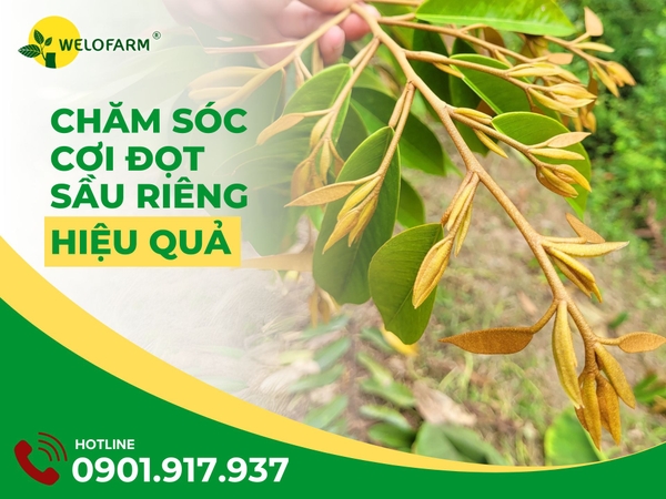 🌿 CÁCH CHĂM SÓC CƠI ĐỌT SẦU RIÊNG HIỆU QUẢ
